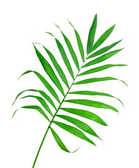 Fototapeta na wymiar Green leaf of fern isolated on white