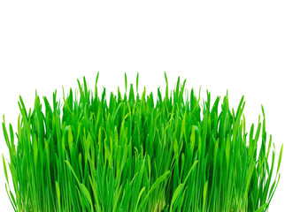 Green grass isolated on white background