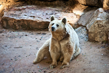 Bear .
