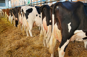 swiss cow farm