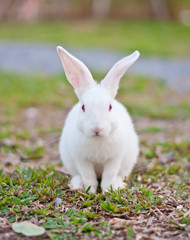 White rabbit in the farm