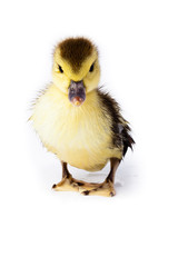 Duckling