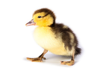Naklejka premium Duckling