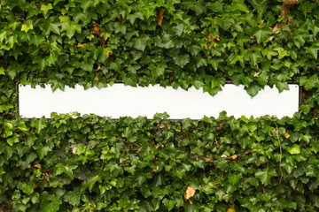 Blank English street sign in a green leaf hedge.