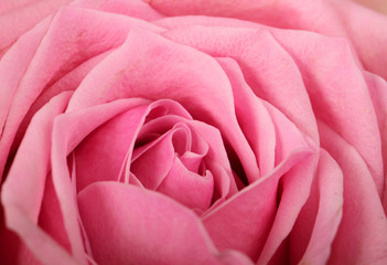 rosa Rose makro
