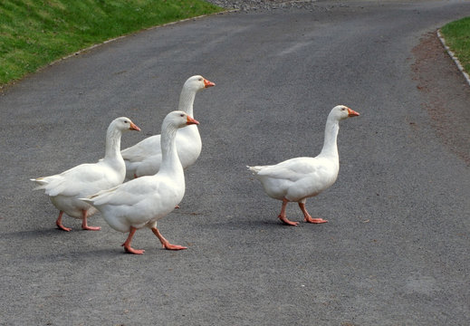 Four geese crossing a road.
