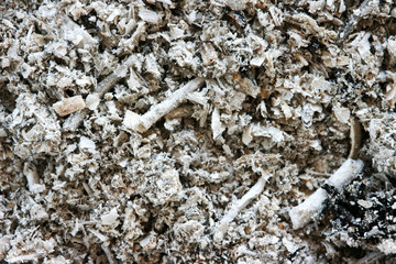 Ash texture close up view