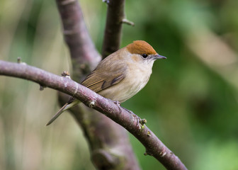 Female Blackcap