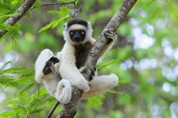 Dancing Sifaka (Lemur) - obrazy, fototapety, plakaty