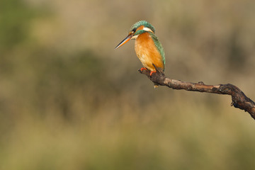 martin pecheur perché