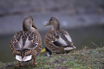Mallard duck