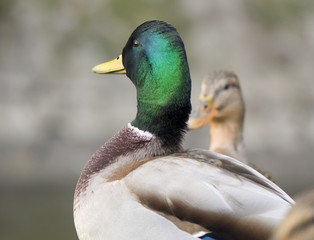 Mallard duck