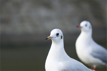 Seagull