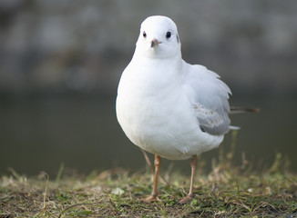 Gull