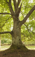 Fototapeta premium Giant beech, wide angle photo