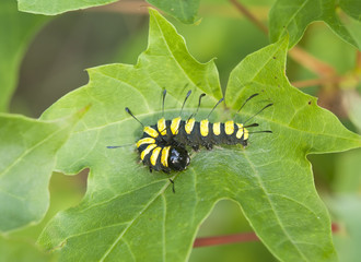 Alder Moth (Acronicta alni) larva sitting on leaf, macro photo