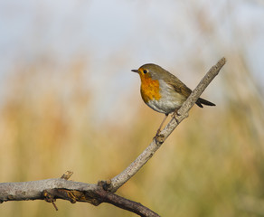 rouge gorge