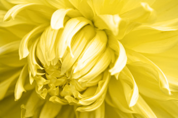Obraz premium Yellow Flower