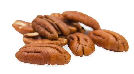 Carya pecan