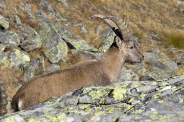Male of ibex