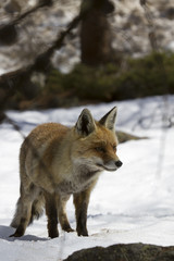 Fototapeta premium Fox in the snow