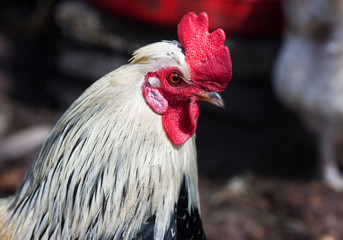 Close-up of a rooster