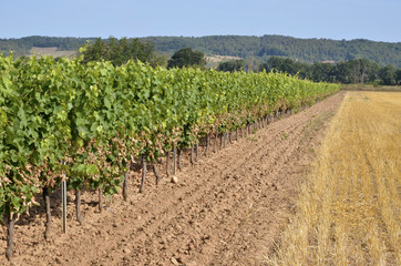 Fototapeta na wymiar Vine w Gaillac regionu we Francji