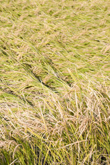 収穫間近の田んぼの稲の穂