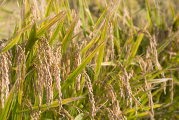 収穫間近の田んぼの稲の穂