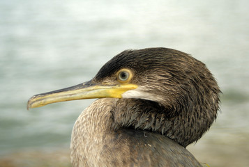 Primer plano de un Cormorán