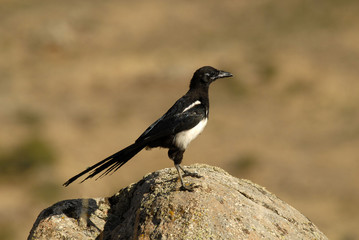 Urraca