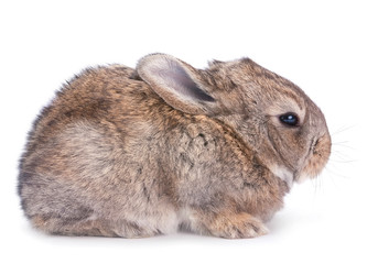 Baby rabbit on white