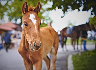 Colt