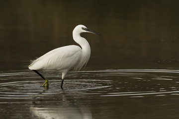 aigrette garzette