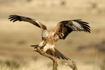 Milano llegando al posadero