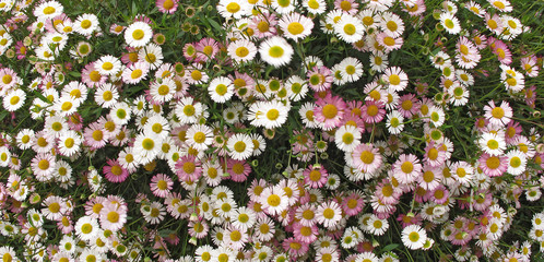 Daisies - Gänseblümchen - Bellis perennis © Konstanze Gruber