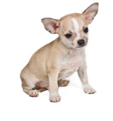 Chihuahua puppy in front of white background