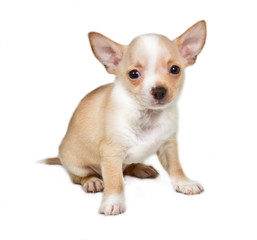 Chihuahua puppy in front of white background