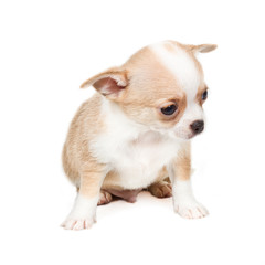 Chihuahua puppy in front of white background