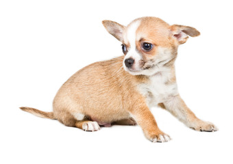 Chihuahua puppy in front of white background