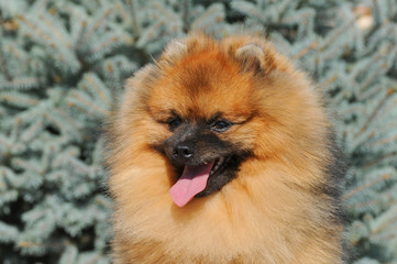 Closeup pomeranian spitz portrait