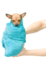Toy terrier baby bathing