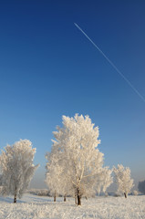 Winter beautiful landscape with trees covered with hoarfrost