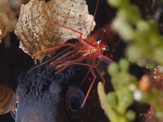 Putzer Garnele (Lysmata seticaudata)