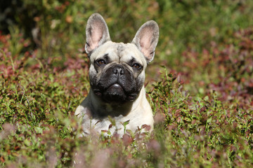Fototapeta premium portrait de bouledogue français