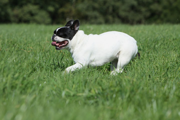 course du bouledogue français de profil
