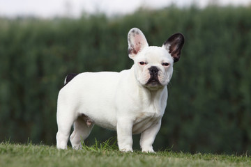 bouledogue français debout de profil