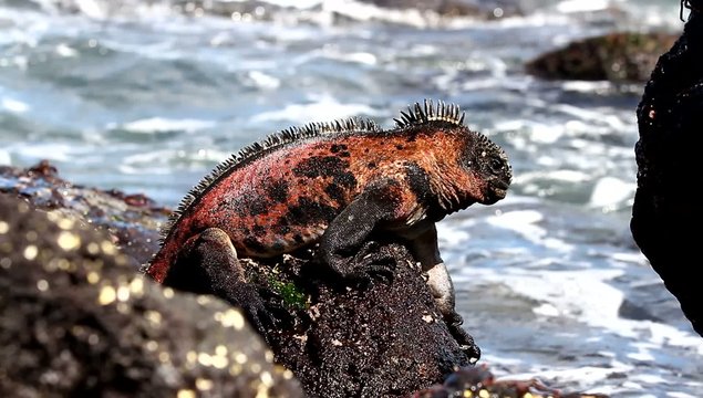 Marine iguana