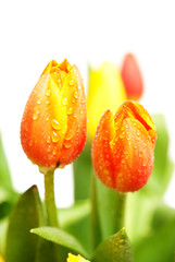 bouquet of tulips on white background