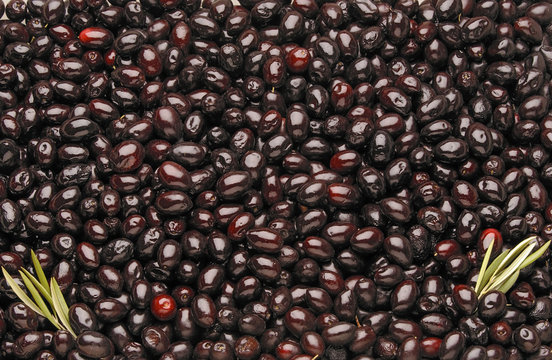 Campo de aceitunas
